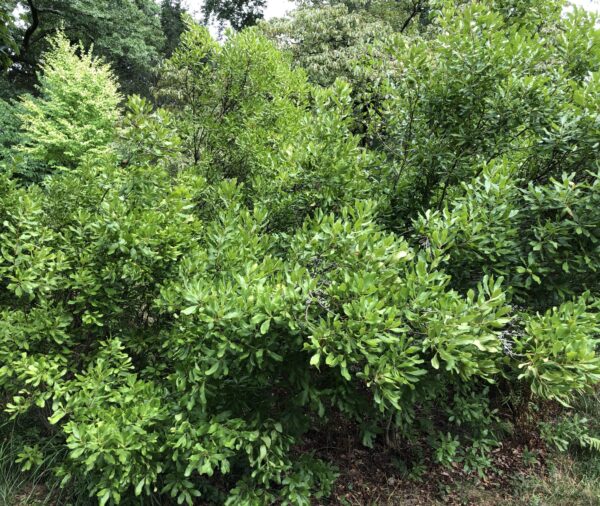 Northern Bayberry (Myrica pensylvanica)  
