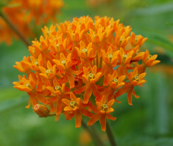 Butterflyweed - (Asclepias tuberosa)