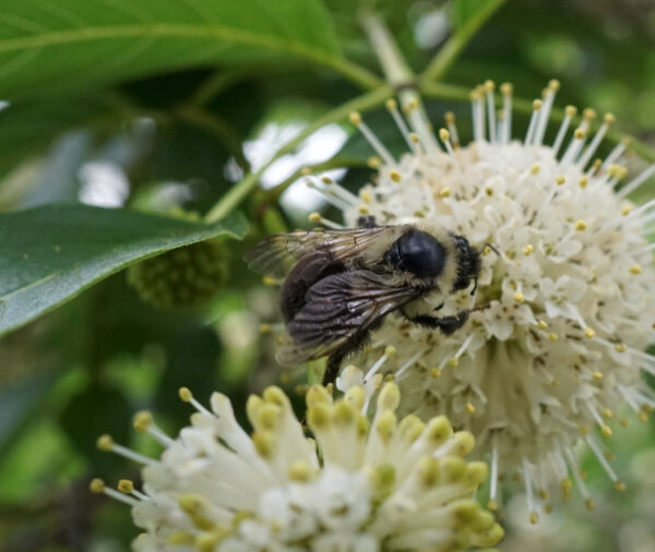 Buttonbush (Cephalanthus occidentalis)