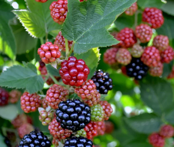 Blackberry - 'Chester'