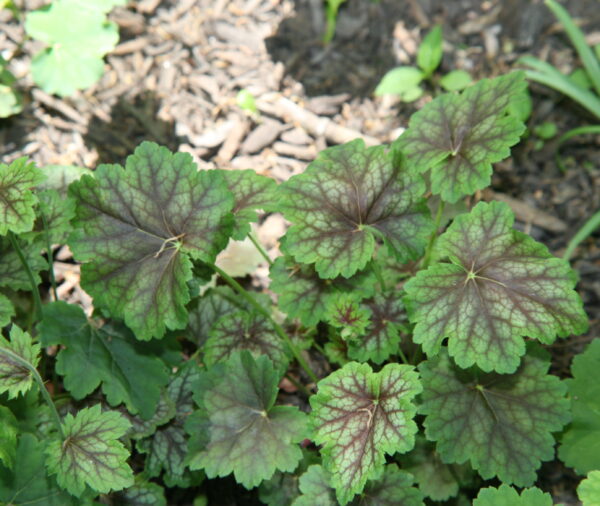 Coral Bells - 'Dales Hybrid' - (Heuchera americana)