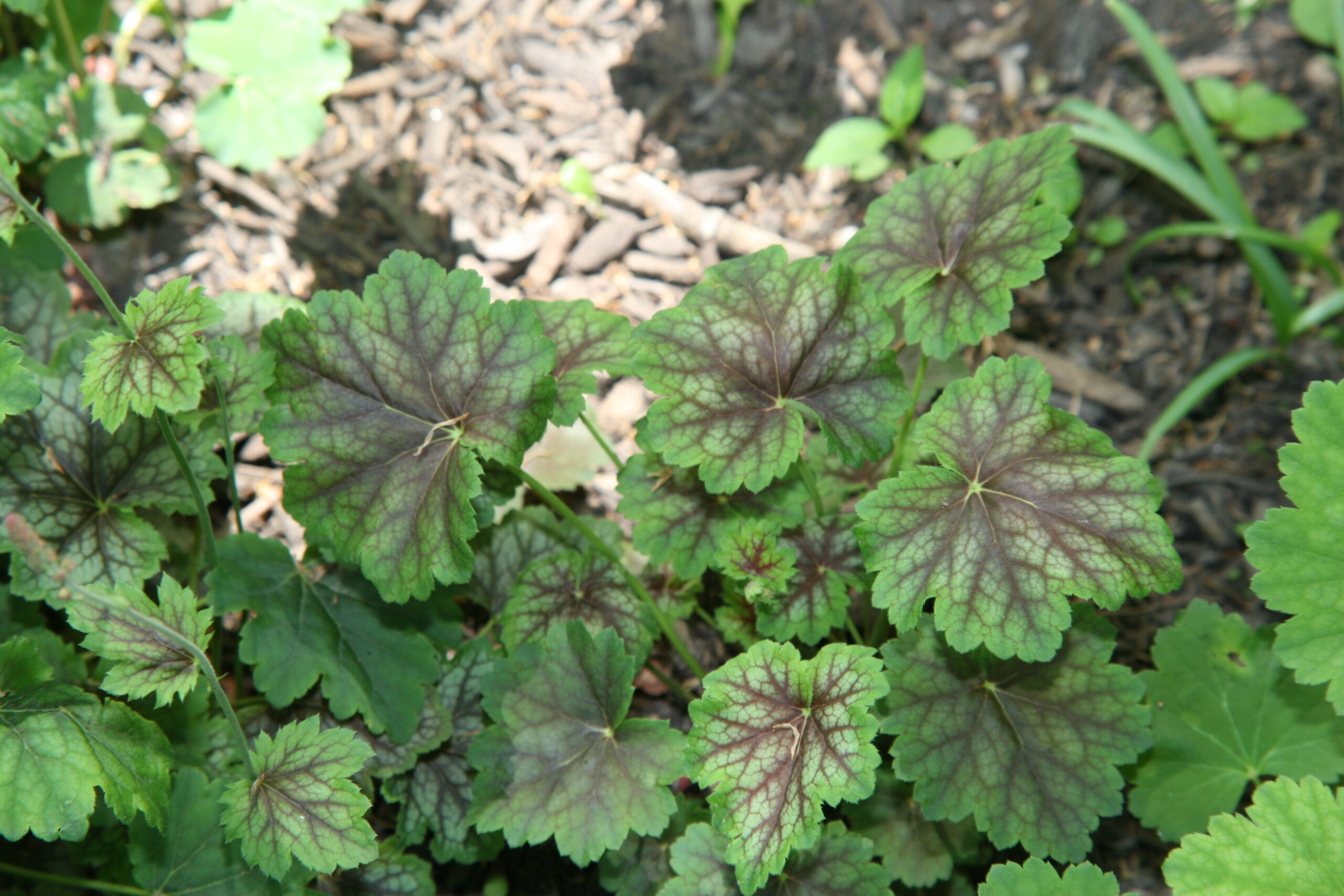 Coral Bells - 'Dales Hybrid' - (Heuchera americana)