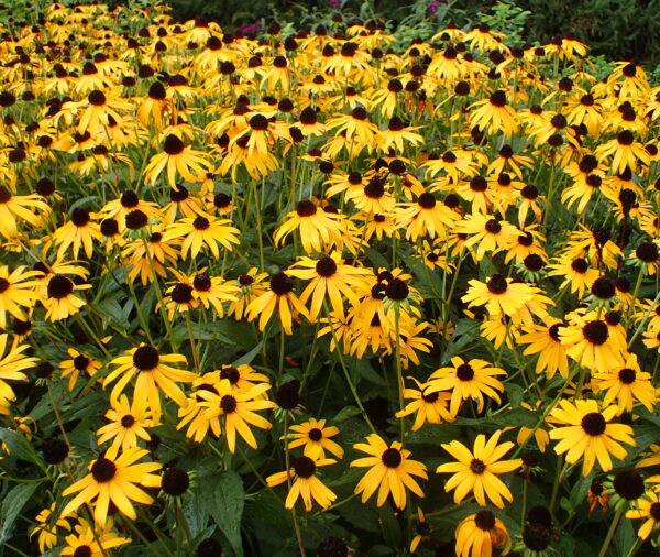 Black Eyed-Susan - 'Goldstrum' - (Rudbeckia fulgida)