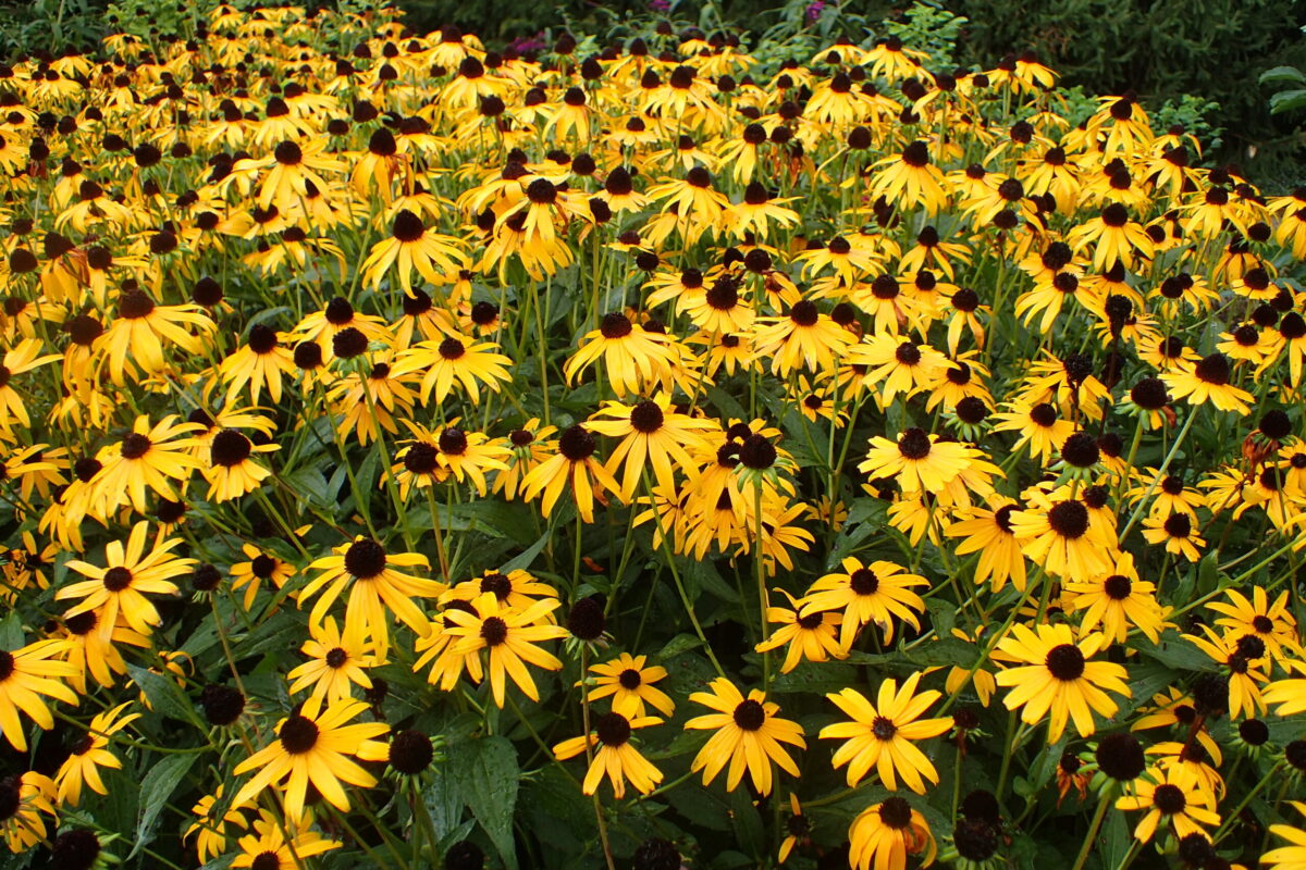 Black-Eyed Susan - 'Goldstrum' - (Rudbeckia fulgida)