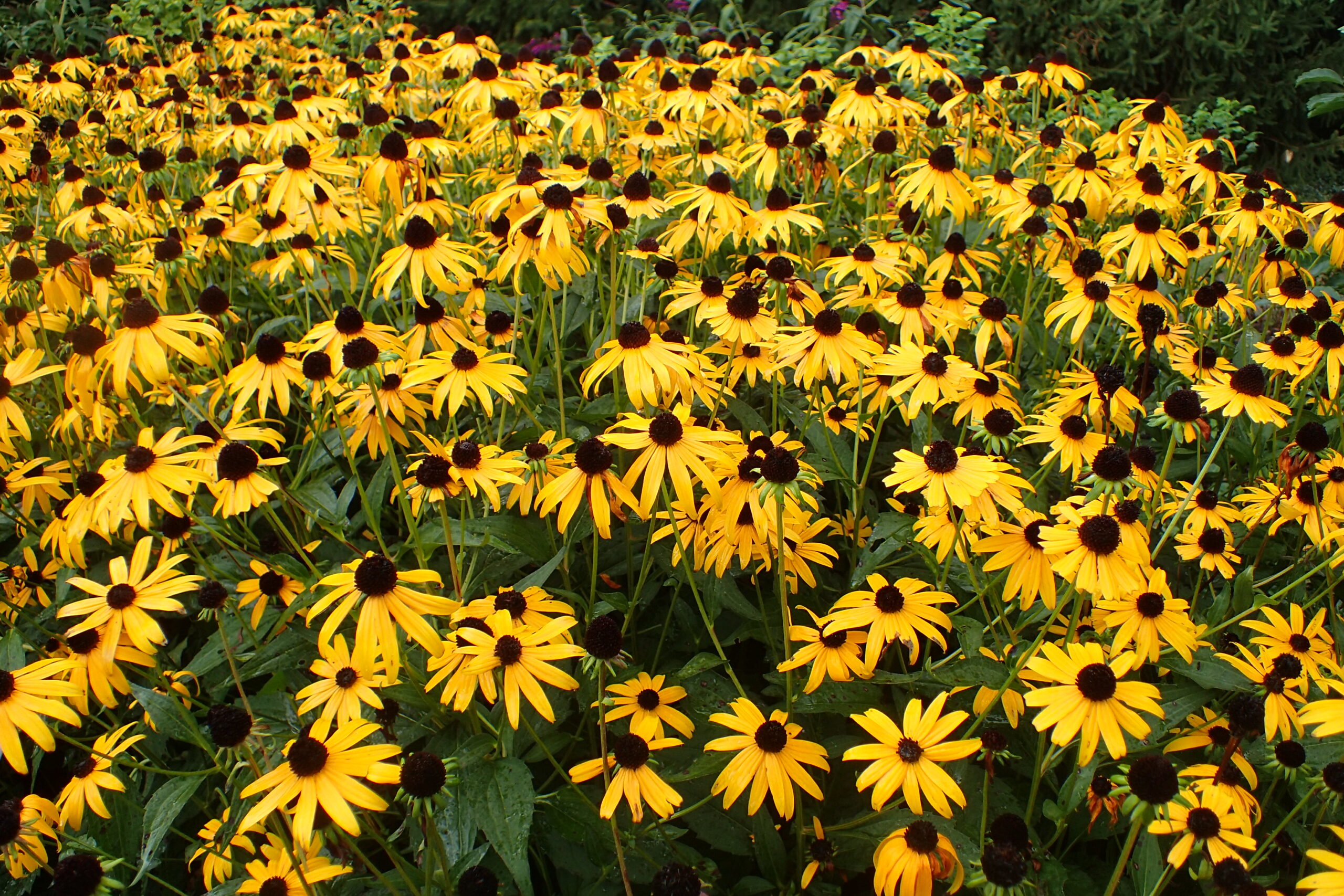 Black Eyed-Susan - 'Goldstrum' - (Rudbeckia fulgida)