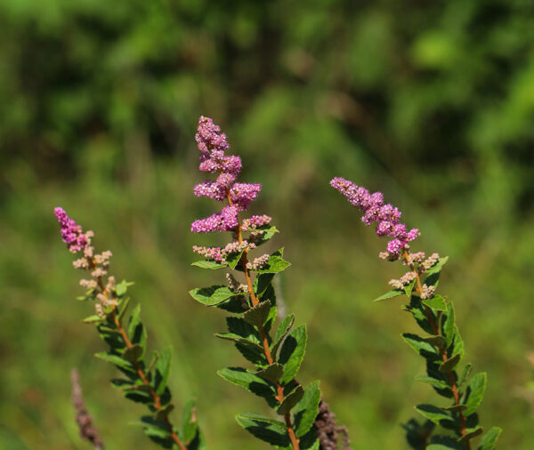 Steeplebush (Spirea tomentosa)
