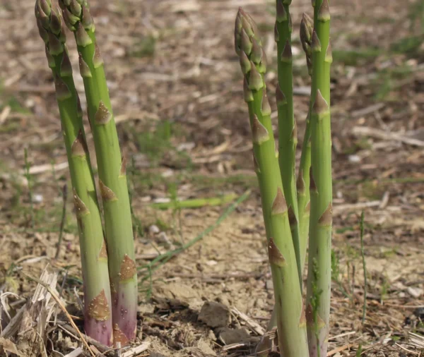 Five light green spears of asparagus emerge from the ground.