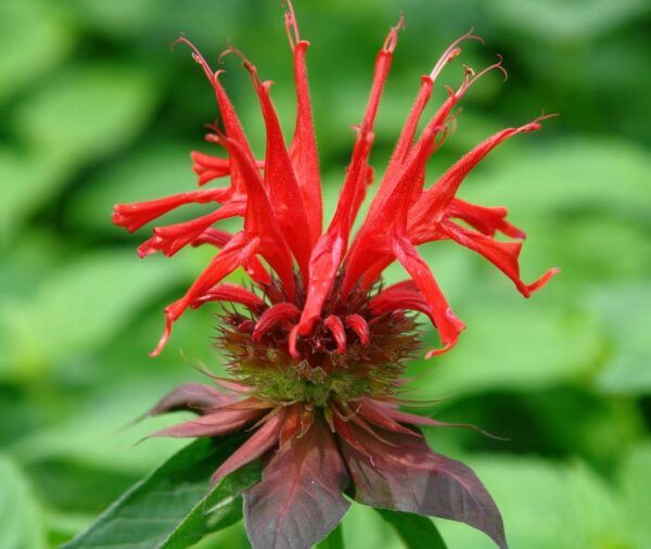 Beebalm - 'Jacob Cline' - (Monarda didyma)