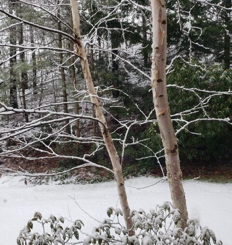 Paper Birch (Betula papyrifera)
