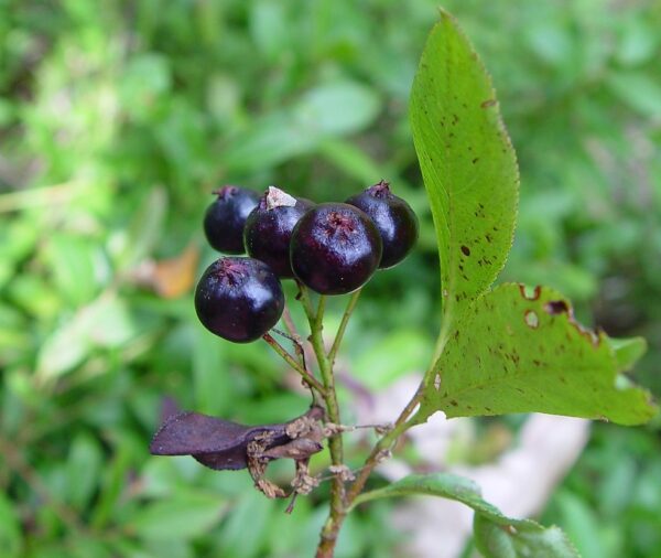 Black Chokeberry (Aronia melanocarpa)