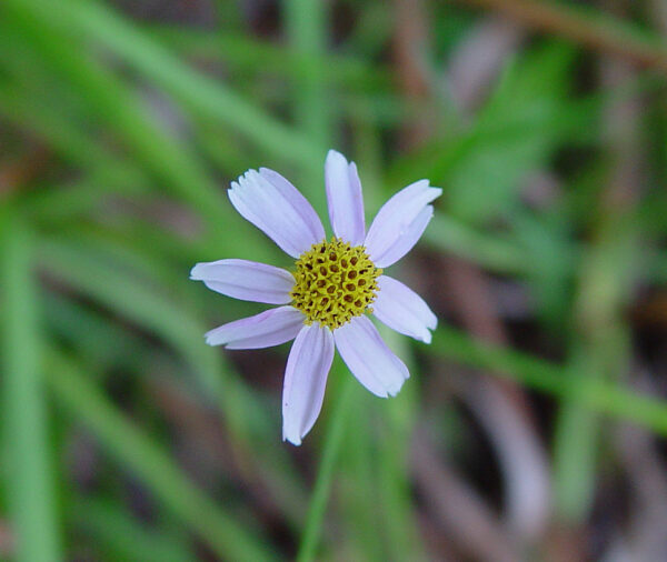 Rose Coreopsis -  (Coreopsis rosea)