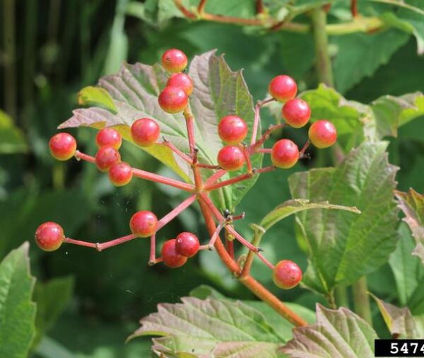 American Cranberry (Viburnum trilobum)