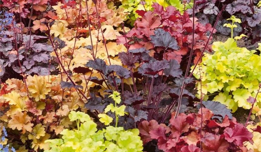heuchera Our Annual Spring Seedling Sale Pick-up is this Saturday, May 3rd!