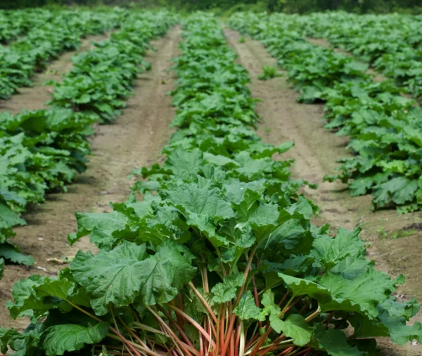 Rhubarb - 'Macdonald'
