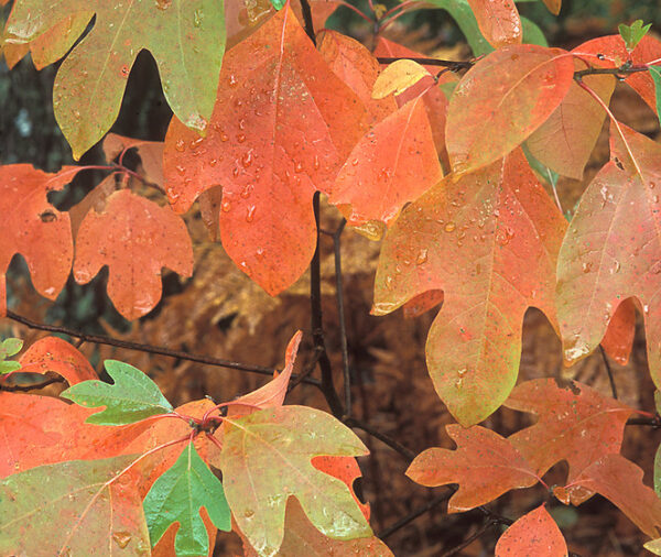 Sassafras (Sassafras albidum)