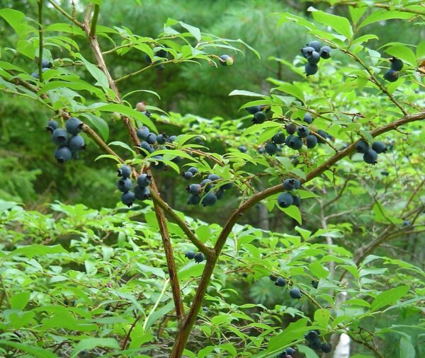 Wild Highbush Blueberry - (Vaccinium corymbosum)