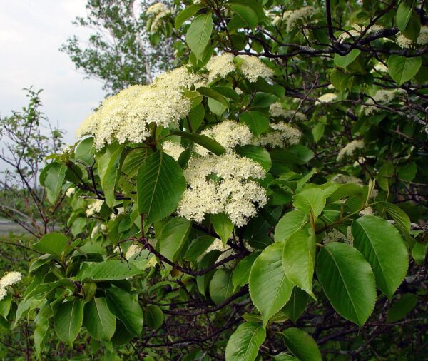 Nannyberry (Viburnum lentago)