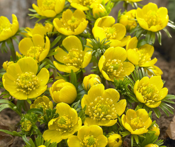 A cluster of bright yellow eranthis flowers in various stages of blooming. Some are just starting to open while others are fully open showing the yellow stamens and light green center. They plant also has thin light green leaves.