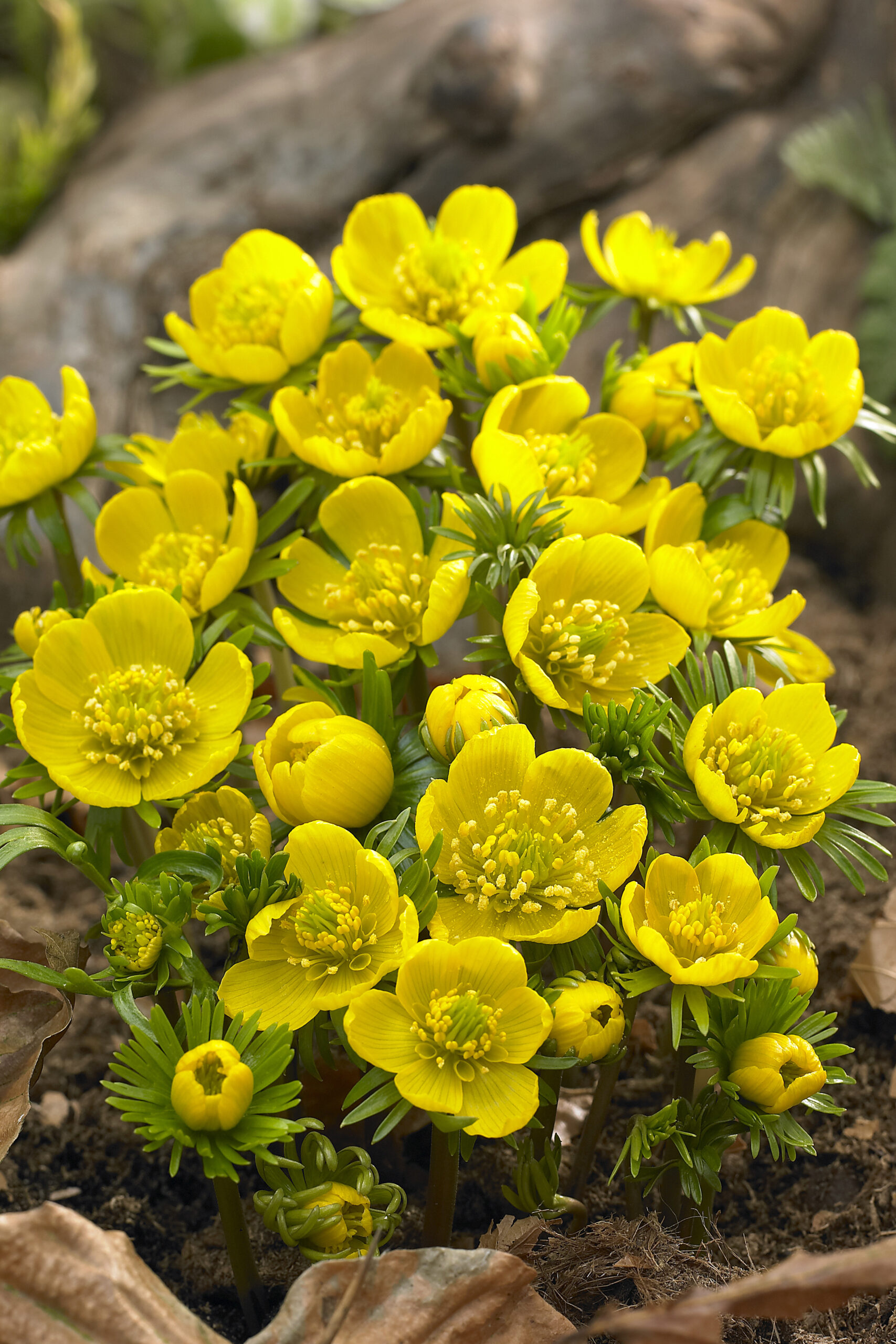 A cluster of bright yellow eranthis flowers in various stages of blooming. Some are just starting to open while others are fully open showing the yellow stamens and light green center. They plant also has thin light green leaves.
