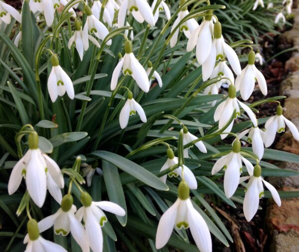 Clumps of white petal snowdrop blooms rise above dark green foliage. Emerald green tips on the inner petals.