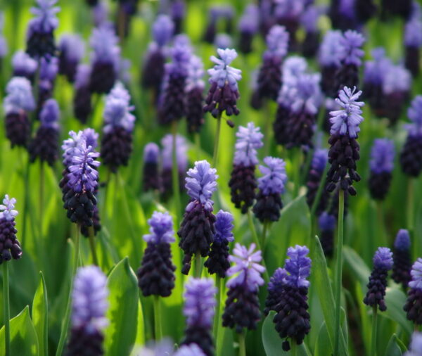 Field of bicolored muscari flowers with deep blue bottom and periwinkle top.