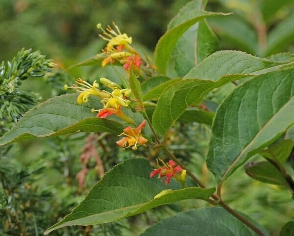 Dwarf Bush Honeysuckle (Diervilla lonicera)