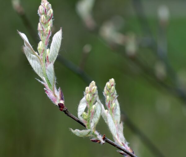 Dwarf Serviceberry (Amelanchier spicata)
