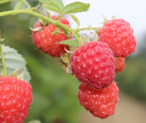 Raspberry - 'Encore'