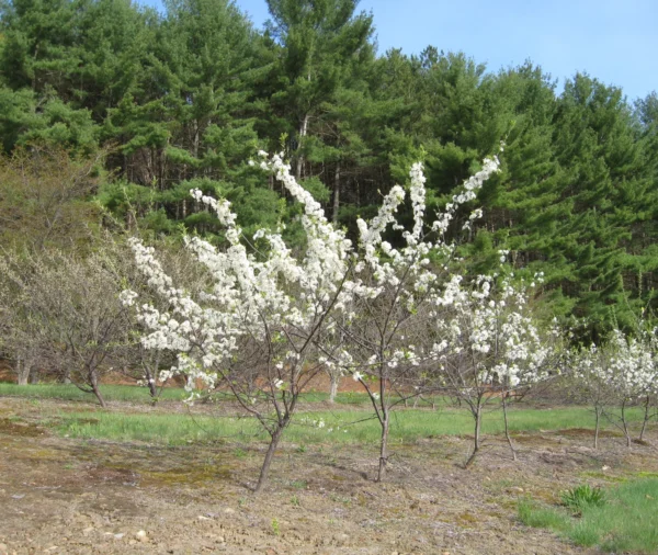 American Plum (Prunus americana)