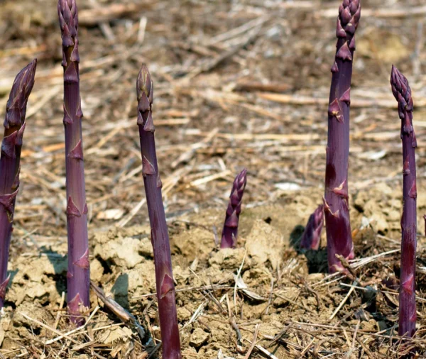 Asparagus - 'Purple Passion'