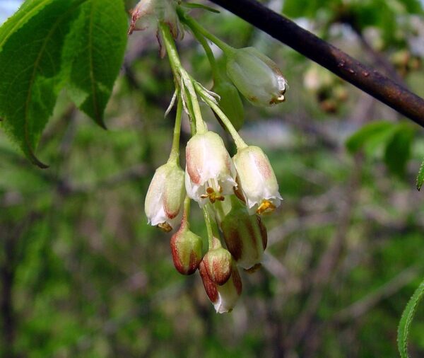 Bladdernut (Staphylea trifolia)