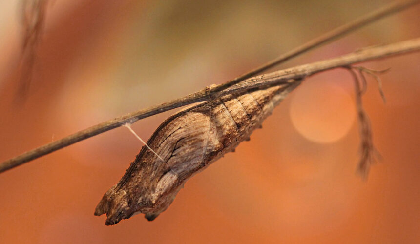 Garden Cleanup Some butterflies overwinter as pupae, or chrysalides, attached to brush, dead plants, and fallen leaves. Cleaning up last year's organic material too soon can disturb pollinators. (Photo: Vicki DeLoach CC-BY-NC-ND)