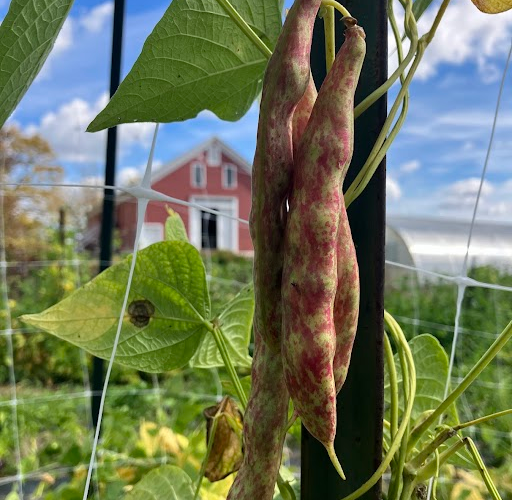 Mammoth Ban Soil Health and the Worcester Mammoth Horticultural Bean! – May 8th