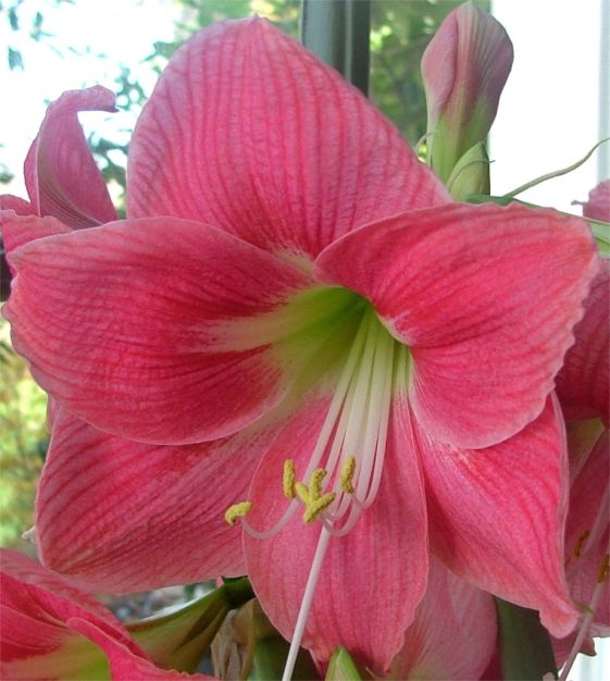 Amaryllis - Amalfi