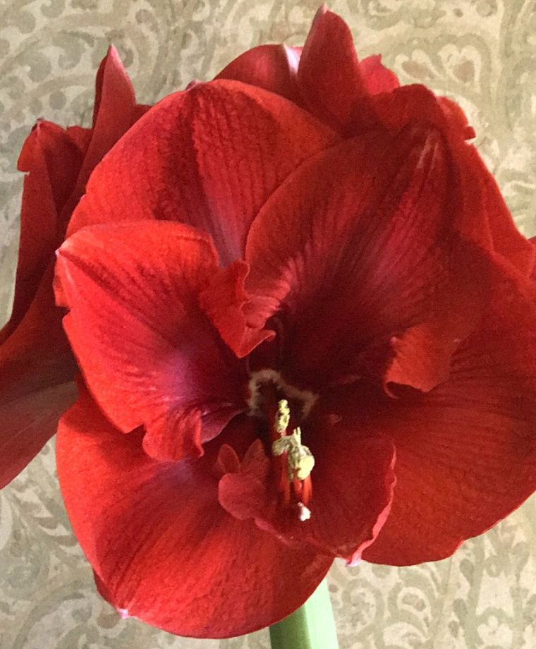 Amaryllis - Merry Christmas