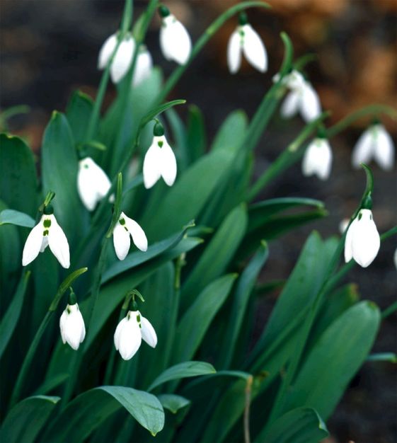 Galanthus Woronowii