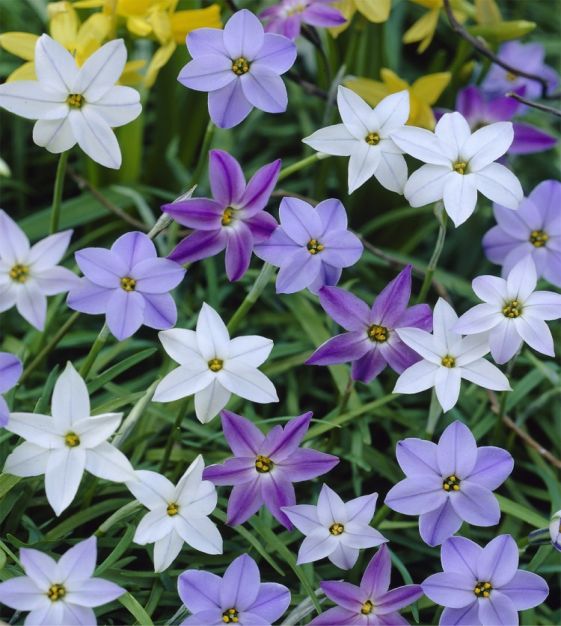 Ipheion uniflorum - Starry Night Mix