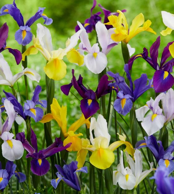 Iris - Dutch Rainbow Mix (Iris hollandica)