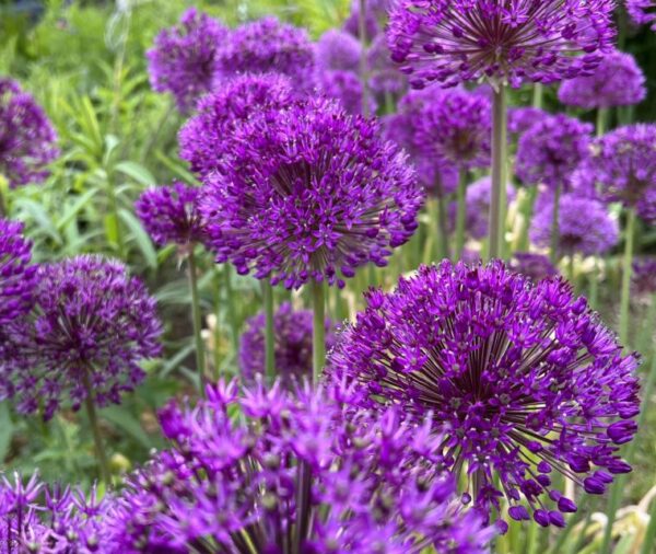 Violet purple puff like blooms of Purple Sensation allium dominate the photo. Light green foliage is out of focus in the background.