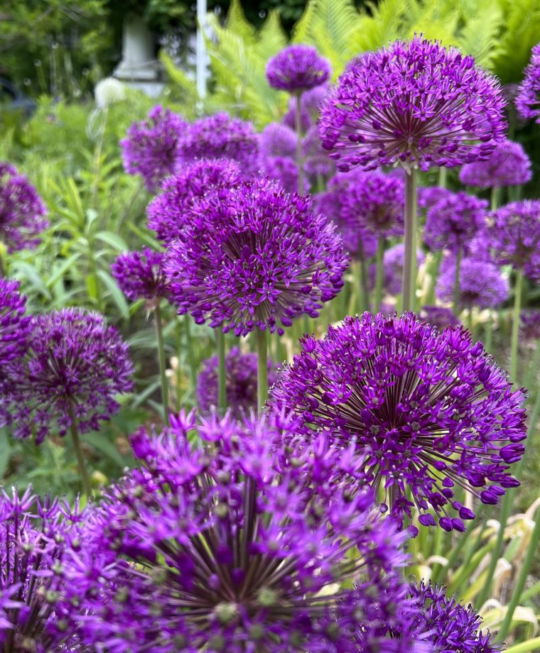 Allium - Purple Sensation (Allium aflatunense)