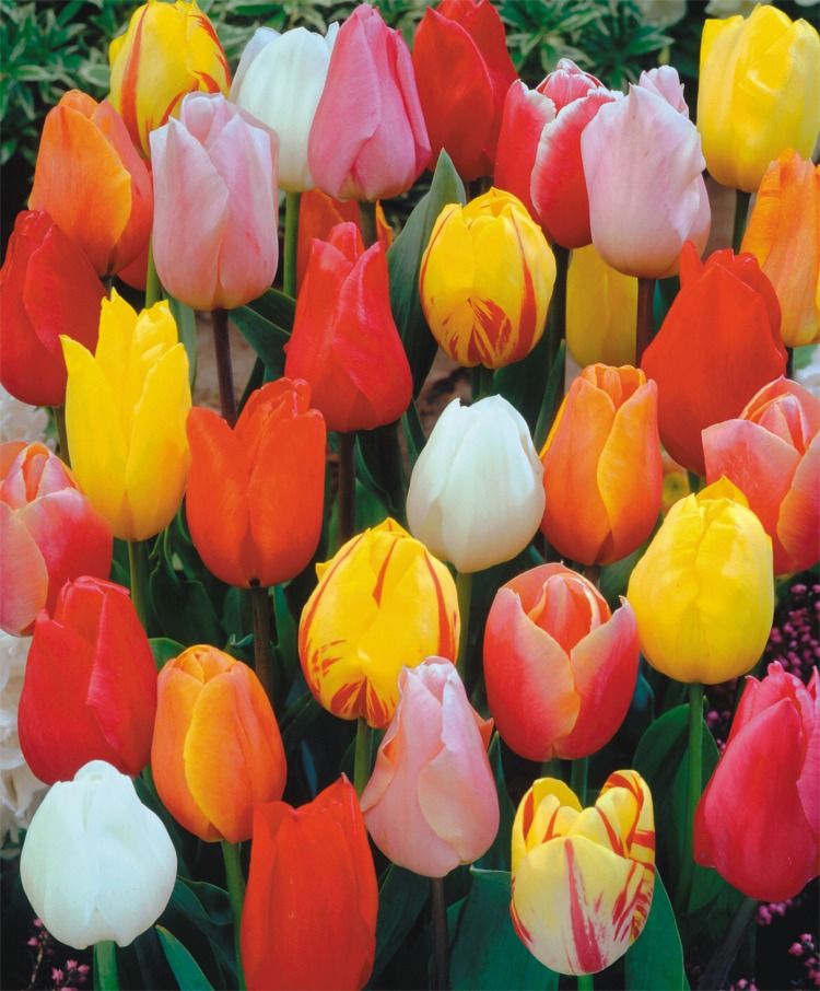 Tulip - Finest Single Mix