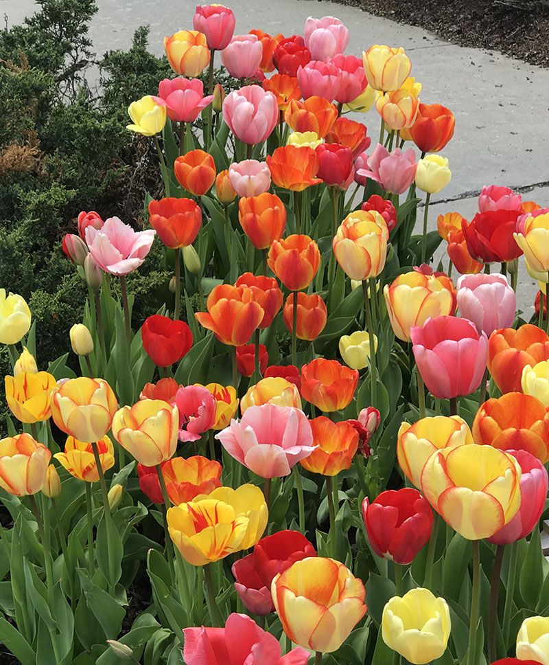 Tulips - Giant Darwin Mix