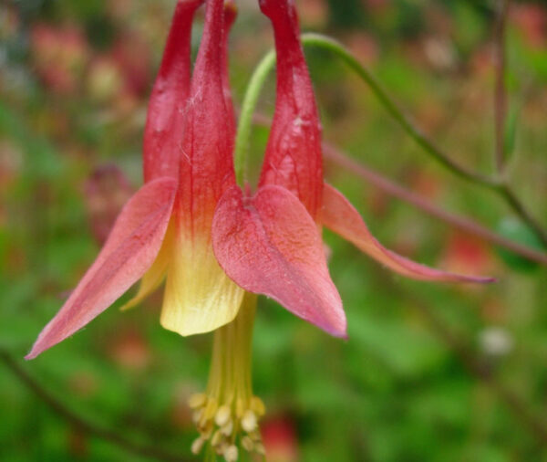 Columbine - (Aquilegia canadensis)