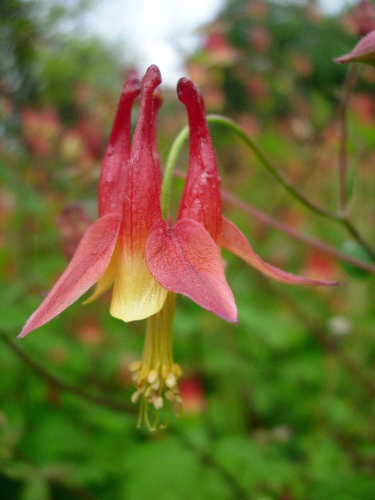 Columbine - (Aquilegia canadensis)