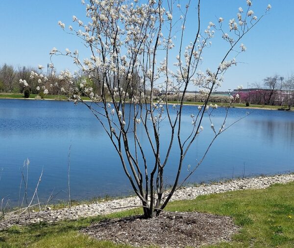 Alleghany Serviceberry (Amelanchier laevis)