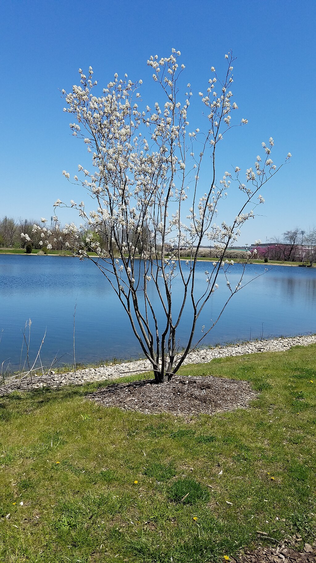 Alleghany Serviceberry (Amelanchier laevis)