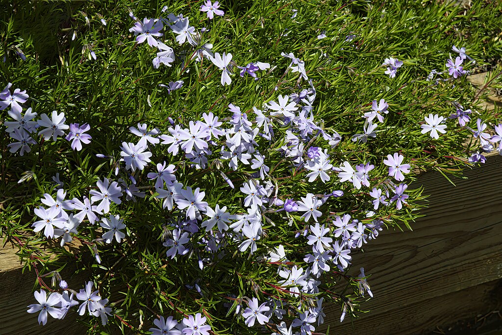 Moss Phlox - 'Emerald Cushion Blue' - (Phlox subulata) - Image 2