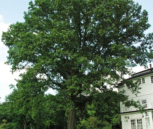 Swamp White Oak (Quercus bicolor)