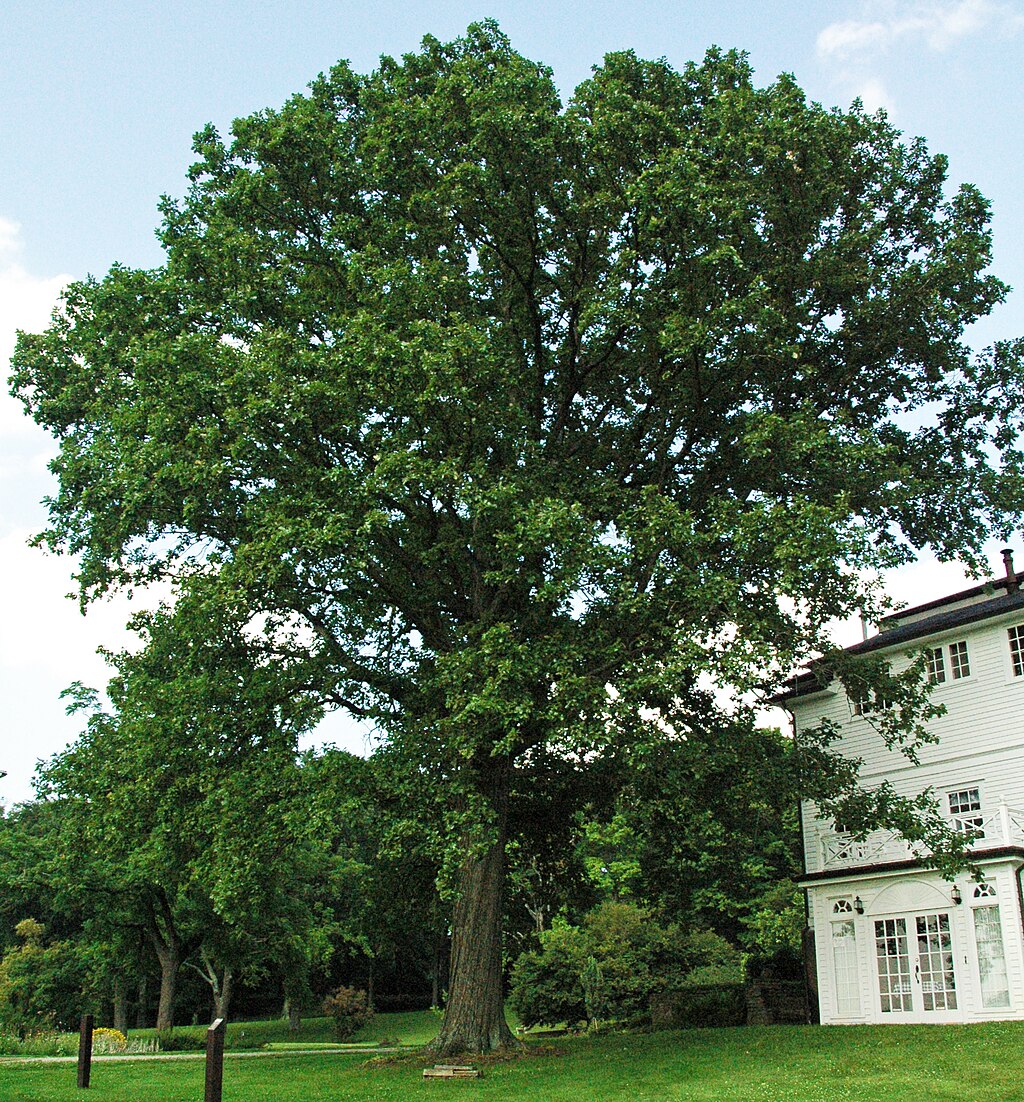 Swamp White Oak (Quercus bicolor)