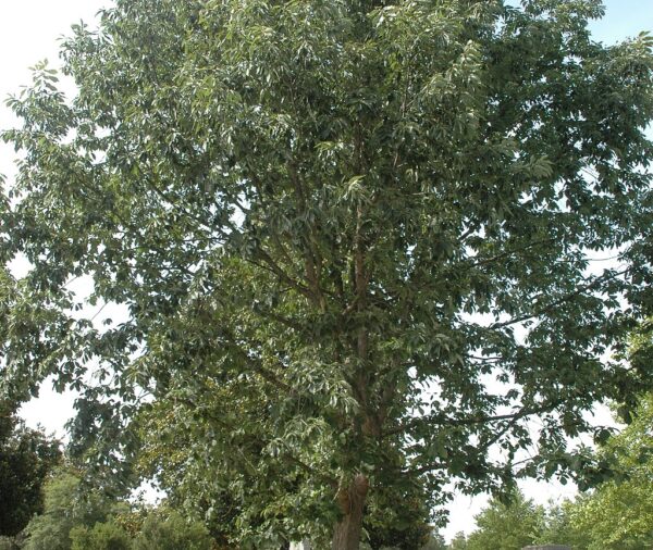 Chinquapin Oak (Quercus muehlenbergii)